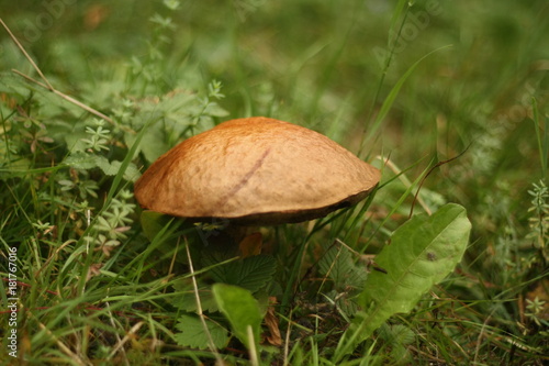 Mushroom in nature.