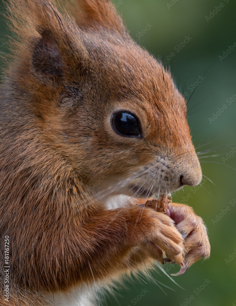 Red squirrels