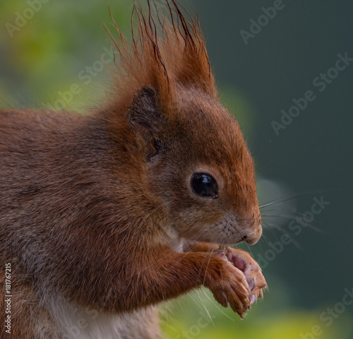 Red squirrels