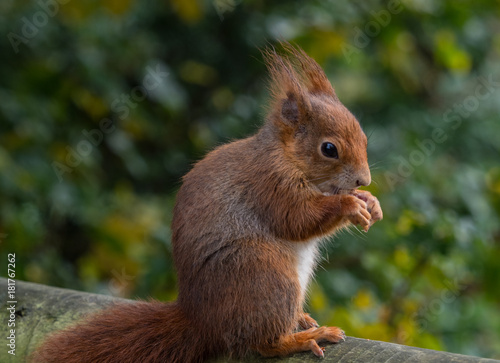 Red squirrels