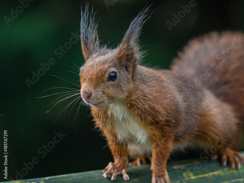 Red squirrels