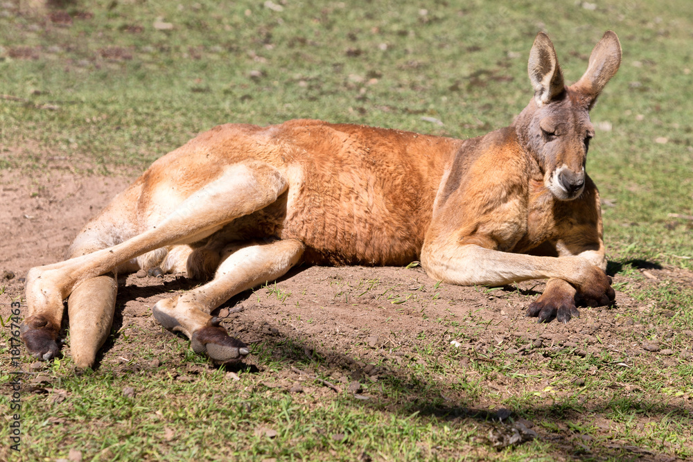 Fototapeta premium natuarl park close up of the kangaroo near bush