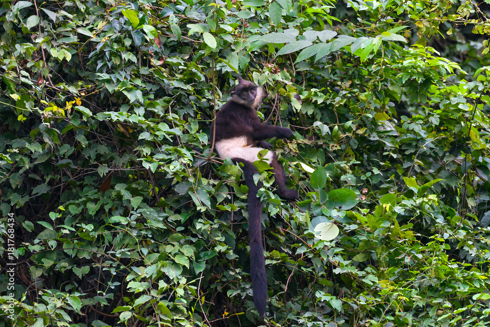 Fototapeta premium Delacour's langur, or Delacour's lutung (Trachypithecus delacouri) on the tree. Van Long Nature Reserve, Vietnam. Around 300 individuals of this critically endangered.