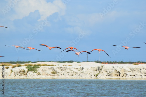 vol des flamands rose