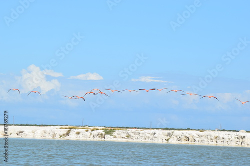Vol de flamand rose