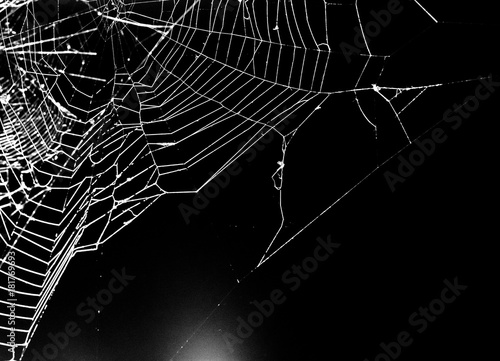 spider web on a dark background