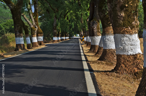 Tunnel of Trees in Castelo de Vide