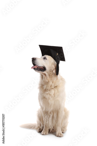 Fototapeta Naklejka Na Ścianę i Meble -  Labrador retriever dog wearing a graduation hat