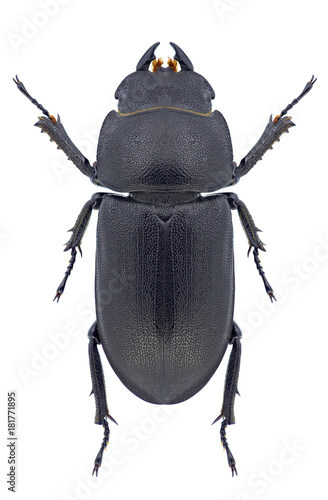 Beetle Dorcus parallelipipedus on a white background