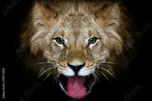 Portrait of a lion  closeup  black background
