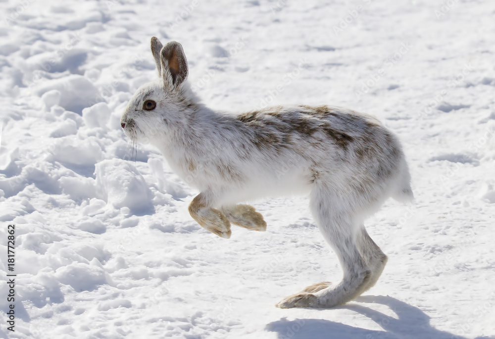 Fototapeta premium Snowshoe hare or Varying hare (Lepus americanus) running in the winter snow in Canada