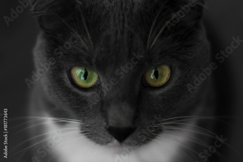Close-up Portrait of Angry Grey Cat with Green Eyes Looking in Camera Isolated on Black Background, Front view