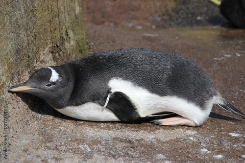 lazy penguin