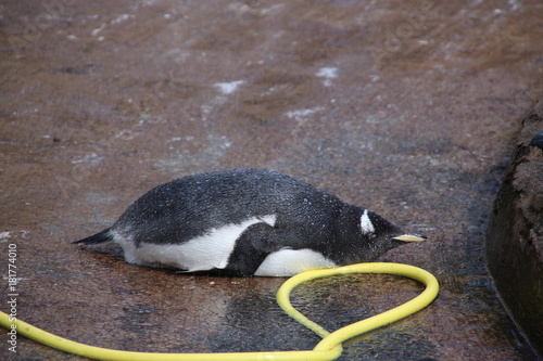 shower penguin