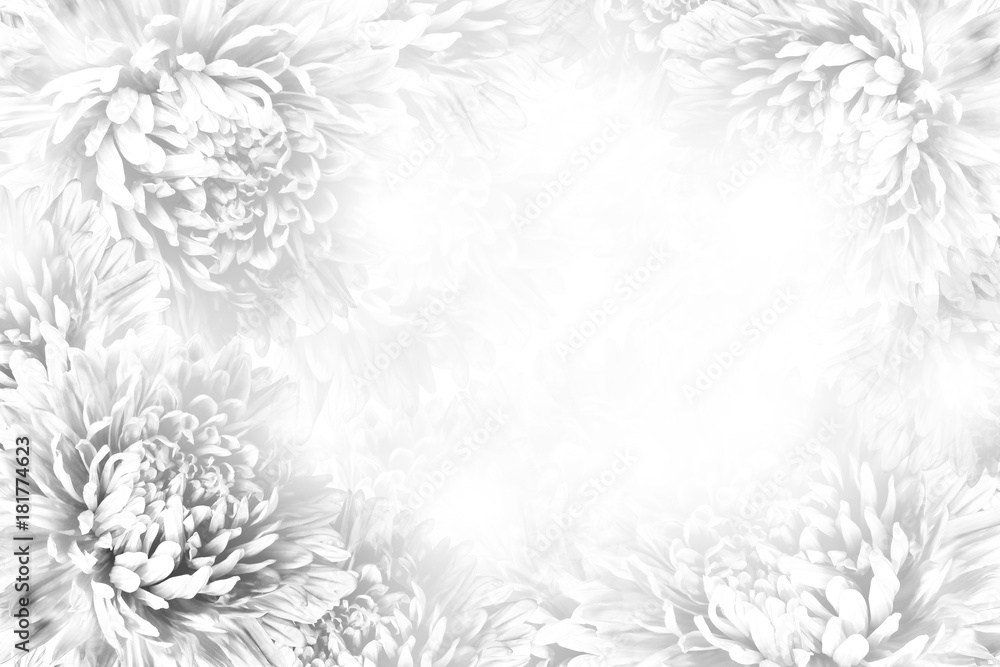 Floral gray-white beautiful background.  Flower composition.   Frame of  white  flowers Asters  on white background.   Nature.