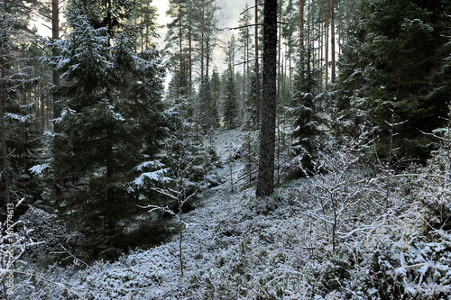 winter forest in northwest of Russia