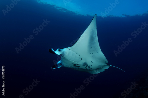 Manta ray diving Underwater Galapagos islands Pacific Ocean © Valerijs Novickis