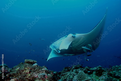 Manta ray diving Underwater Galapagos islands Pacific Ocean