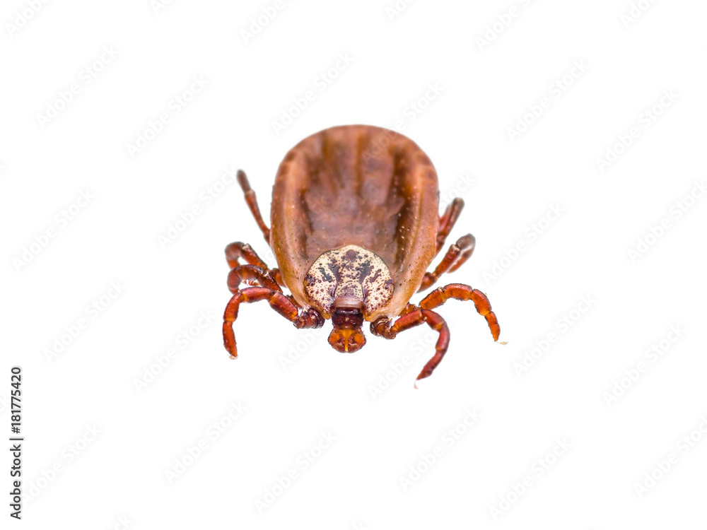 Encephalitis or Lyme Virus Infected Tick Arachnid Insect