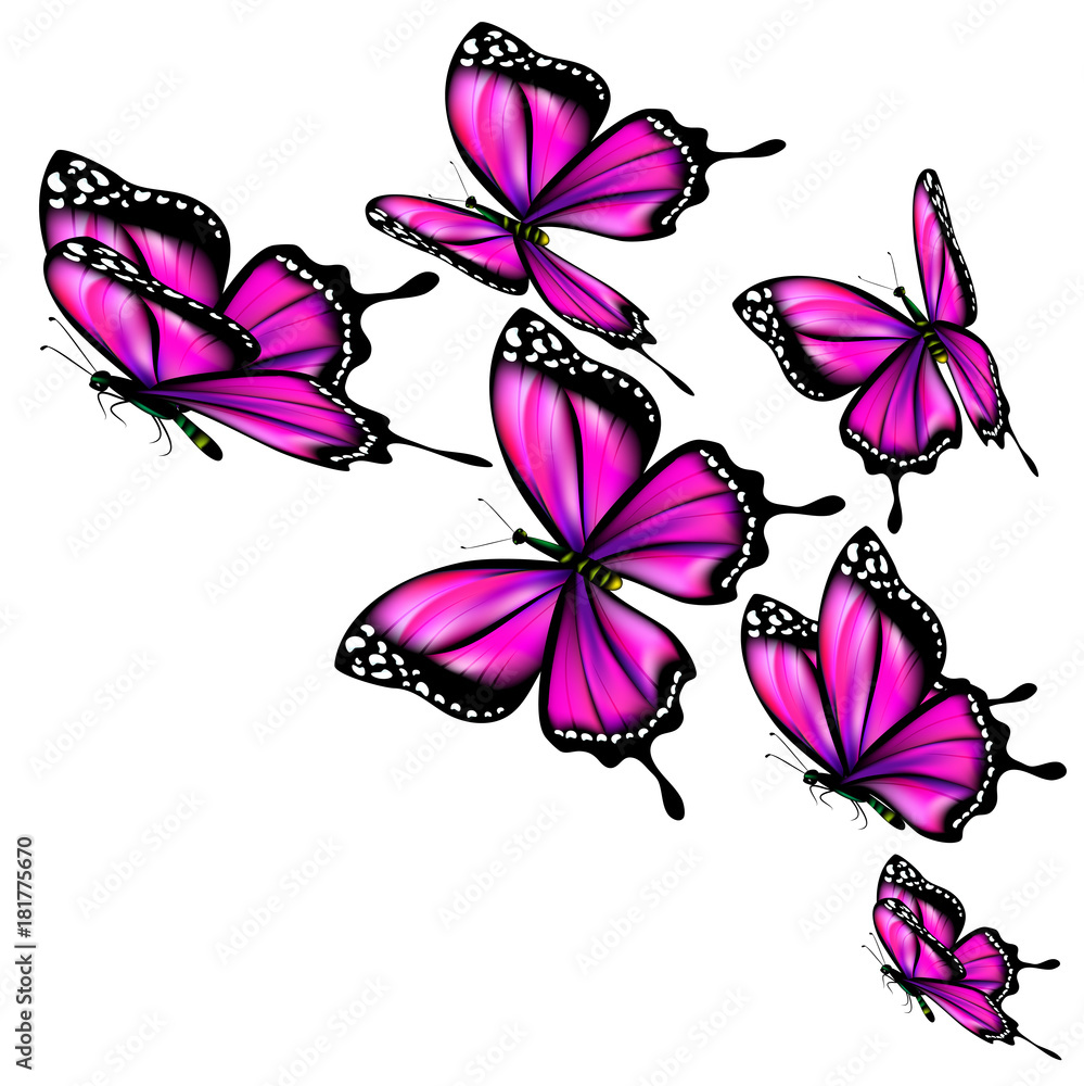 Fototapeta premium beautiful pink butterflies, isolated on a white