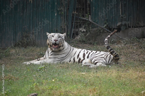 The White Tiger