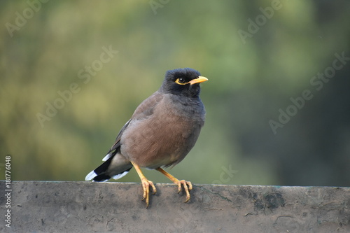 Common Myna 
