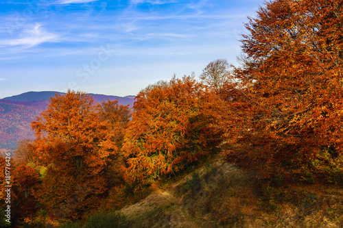 Beautiful autumn landscape with colorful oaks