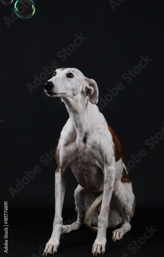 Windhund Portrait im Studio