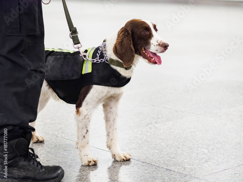 Springer explosive detection dog with chains in subway,  working dog, bomb-sniffing dog. photo