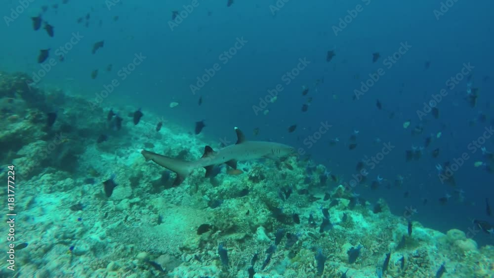 ein kleiner Weißspitzen-Riffhai schwimmt in einem Korallenriff auf den Malediven ein kleiner Weißspitzen-Riffhai schwimmt in einem Korallenriff auf den Malediven