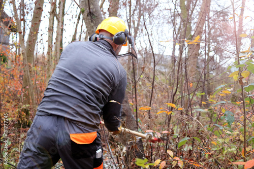 Holzfäller bei der Arbeit im Wald