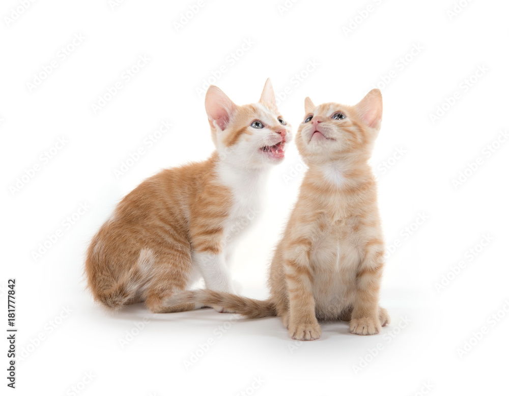 Two cute kittens on white