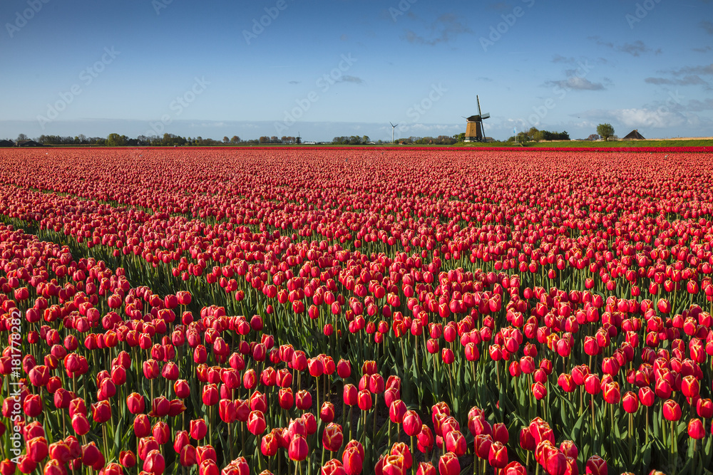 Fototapeta premium Color of Holland. Tulips fields.