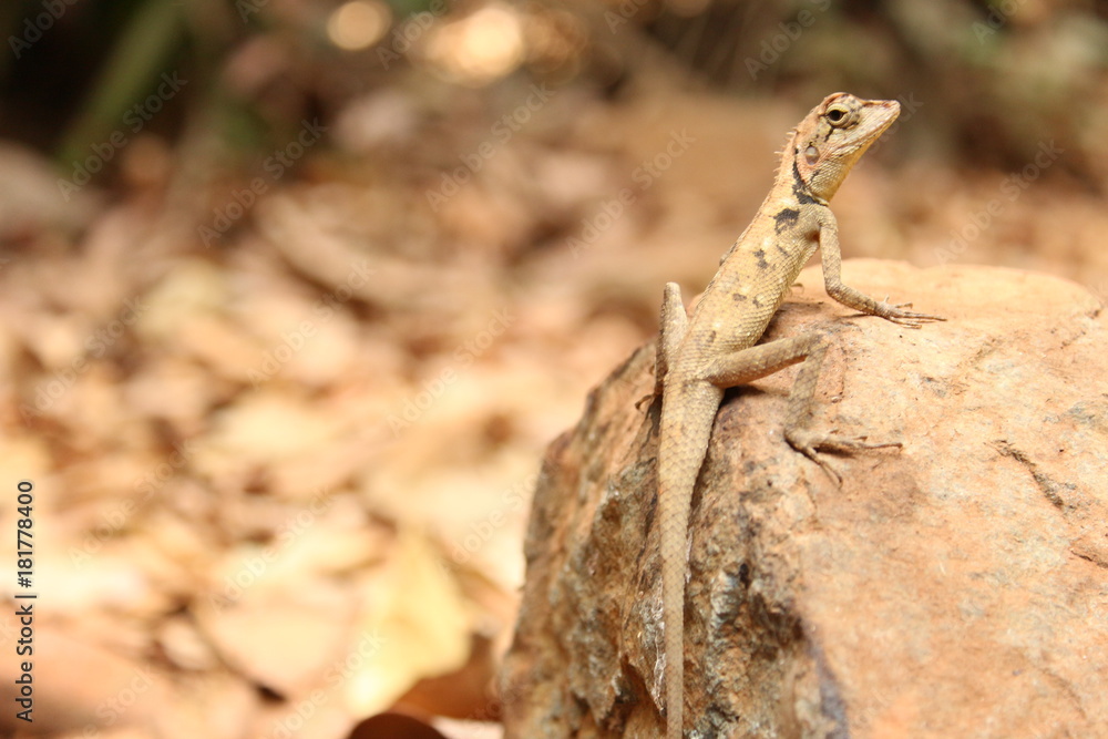Obraz premium Lizard - Dudhganga Falls