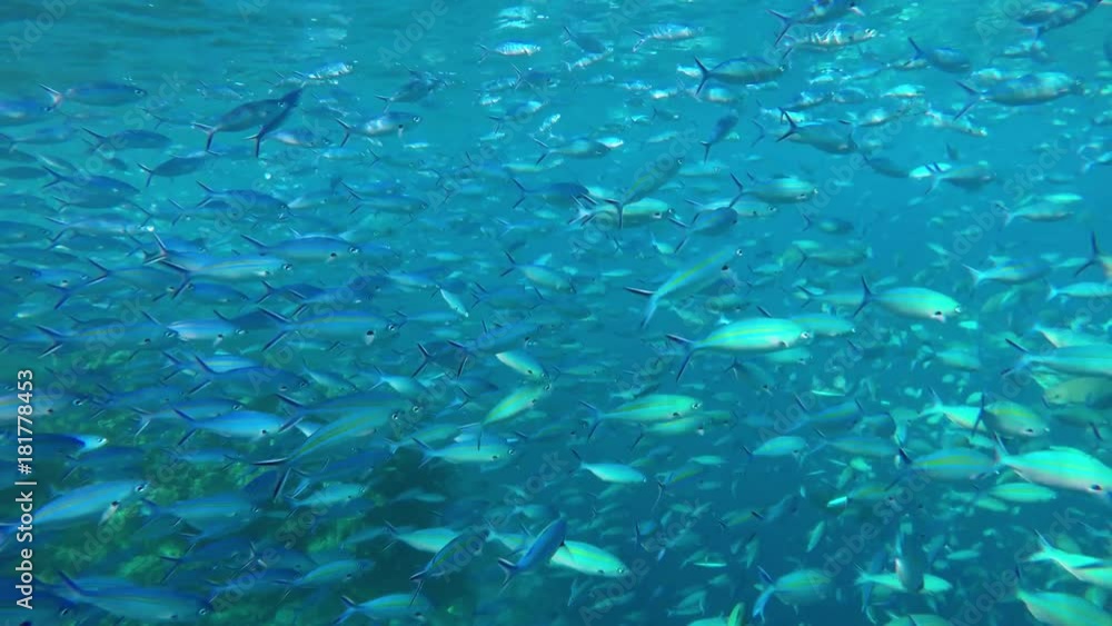 ein sehr großer schwarm fische schwimmt im Ozean