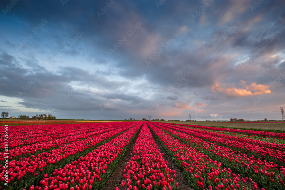 Color of Holland. Tulips fields. Color of Holland. Tulips fields.