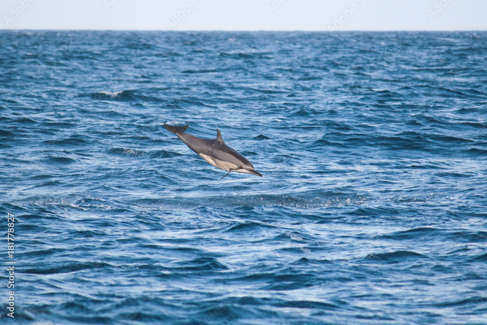 Fototapeta premium Tumbling dolphin