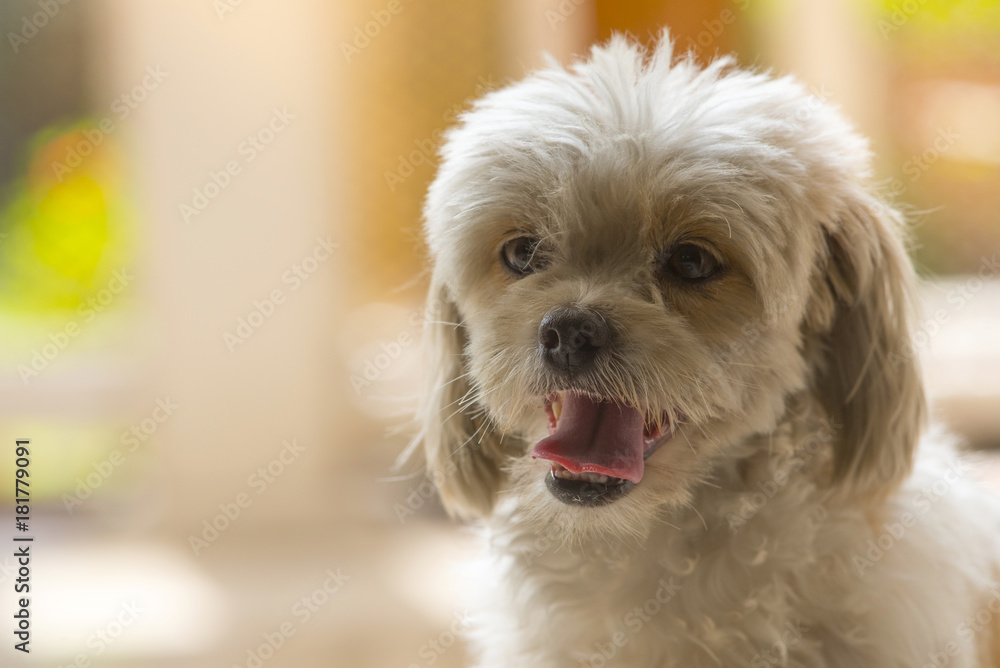 A dog is anxious and tongue stick out. A dog is anxious and tongue stick out.
