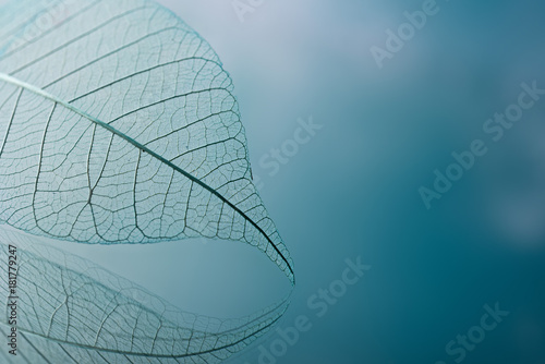 Skeleton leaves on blured background, close up photo