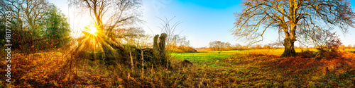 Panorama of a autumnal landscape with bare oak tree and green meadow at sunrise