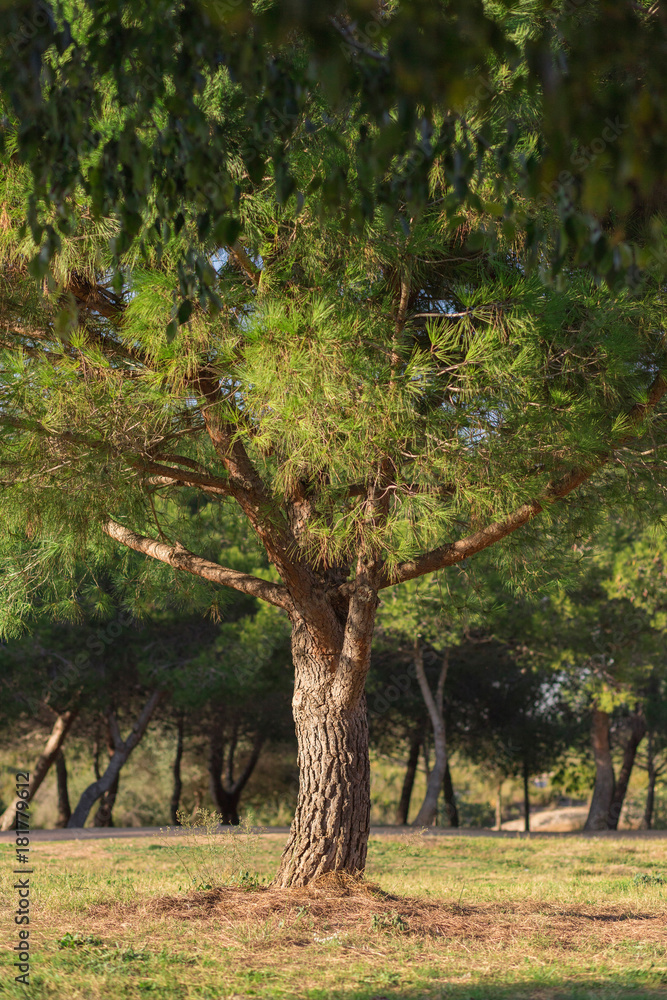 Beautiful tree in a European grove