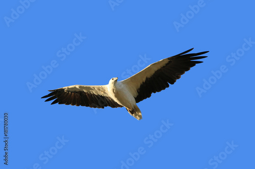 White Bellied Sea Eagle bird of prey,  White-breasted sea eagle flying in the blue sky in Tasmania, Australia