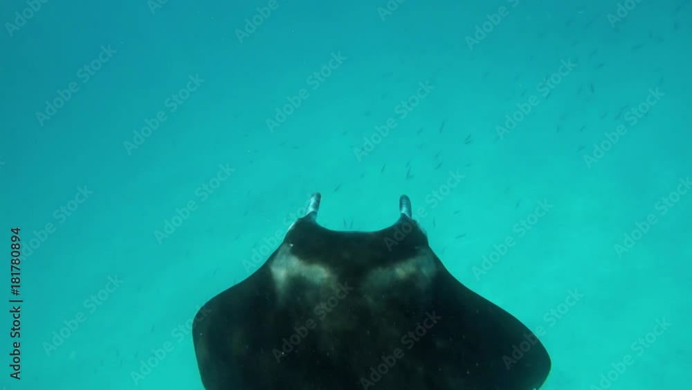 ein sehr großer Manta (Mantarochen) schwimmt im Ozean ein sehr großer Manta (Mantarochen) schwimmt im Ozean