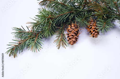 Christmas tree branches on the white background