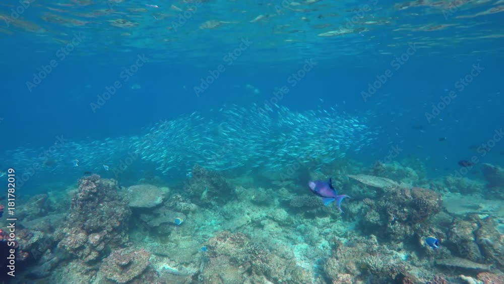 ein sehr großer Schwarm Fische (vielstreifen Füsilier) schwimmt im Riff ein sehr großer Schwarm Fische (vielstreifen Füsilier) schwimmt im Riff