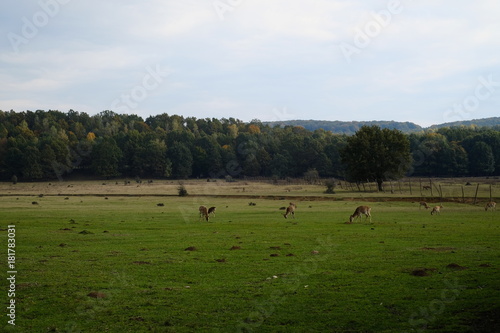 Deers on a pasture or farm, film like, summer