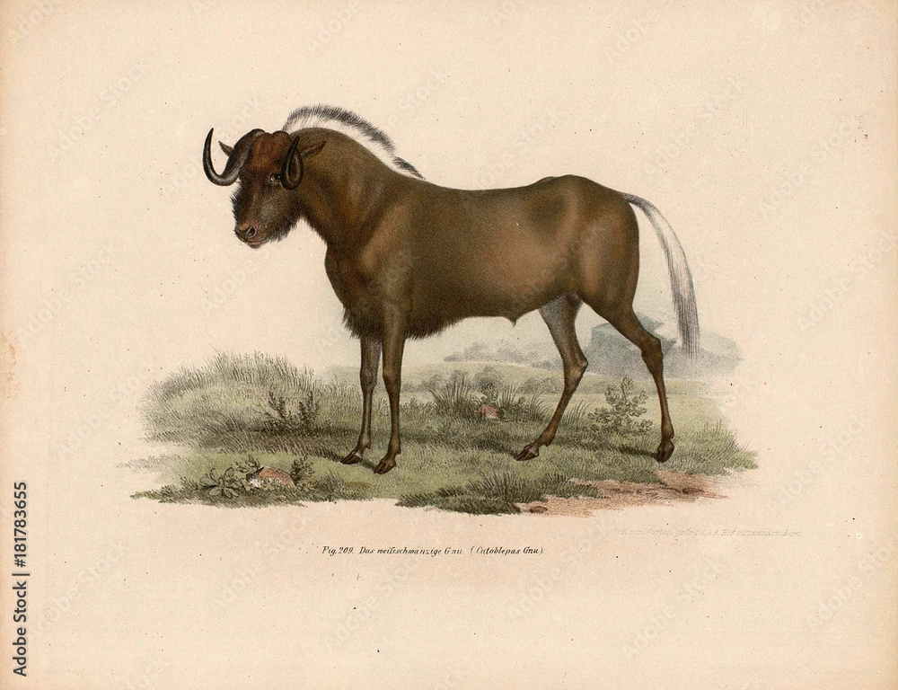 Old illustration of animals. Old illustration of animals.