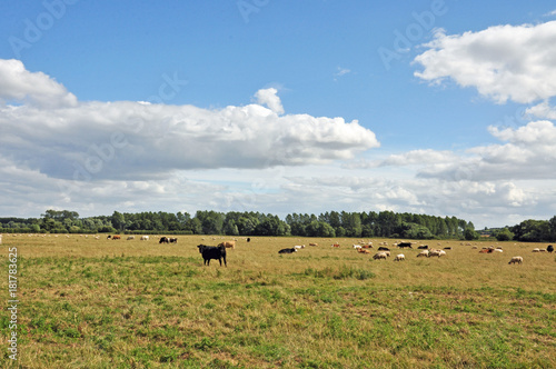 Cattle grazing in a summertime meadow in the British countryside.
