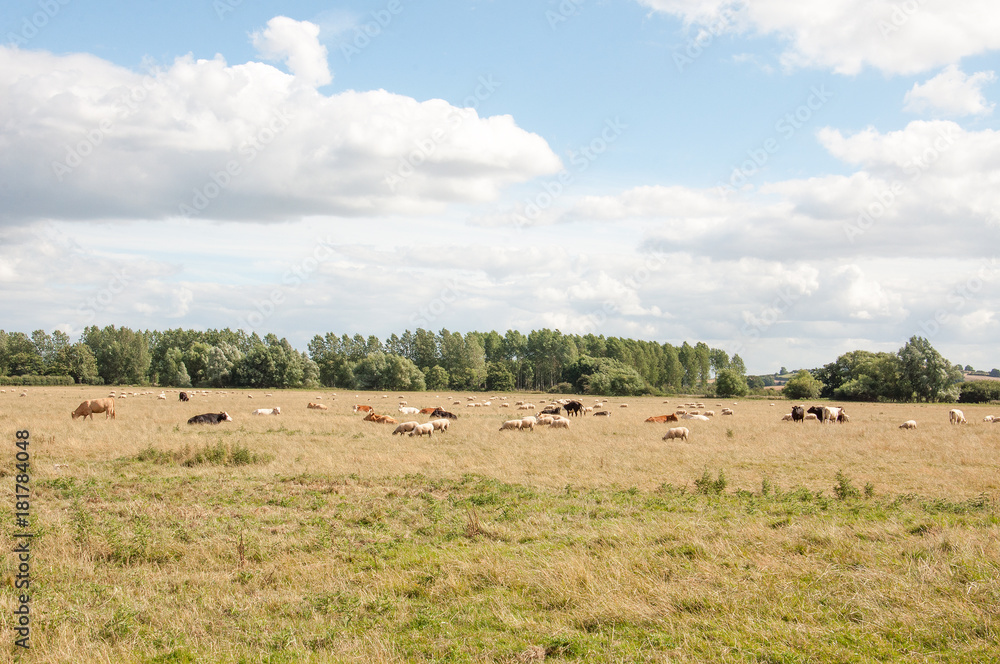 Cattle grazing in a summertime meadow in the British countryside. Cattle grazing in a summertime meadow in the British countryside.