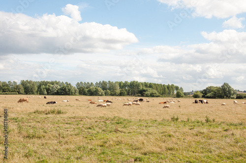 Cattle grazing in a summertime meadow in the British countryside.